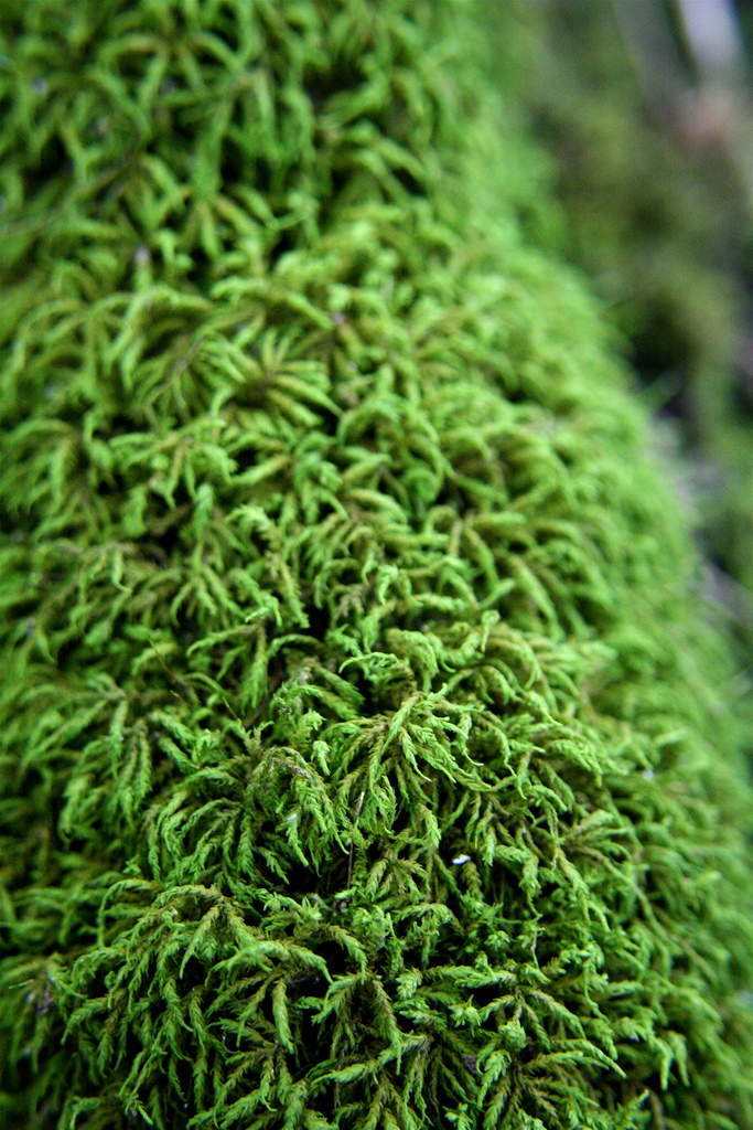 Seductive Entodon Moss 