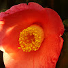 Camellia sp.