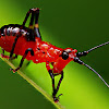 Bush-cricket nymph