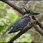 Giant Kingfisher