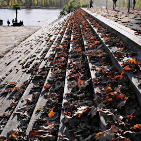 Escadaria outonal by Ana Batista Constantino - City,  Street & Park City Parks