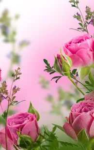Pink Flowers Live Wallpaper(圖4)-速報App