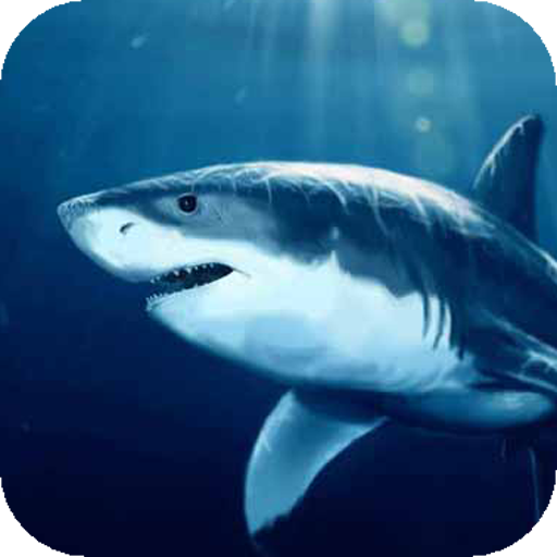 Scary shark LWP 個人化 App LOGO-APP開箱王