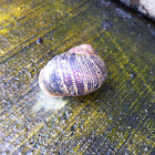 Snail