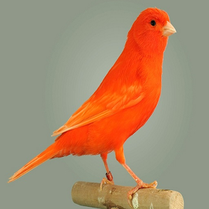Canary.apk 1.0