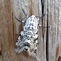 Giant Leopard Moth