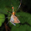 Golden orb web spider