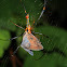 Golden orb web spider
