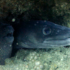 Morey eel, Conger eel