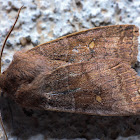 Straight-Toothed Sallow