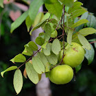 Amazonian  Guava