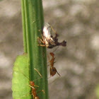 Treehopper, Red ant & Hairstreak caterpillar