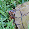 Three-toed Box Turtle