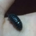 Pill bug