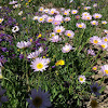 townsends aster