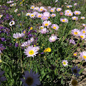 townsends aster