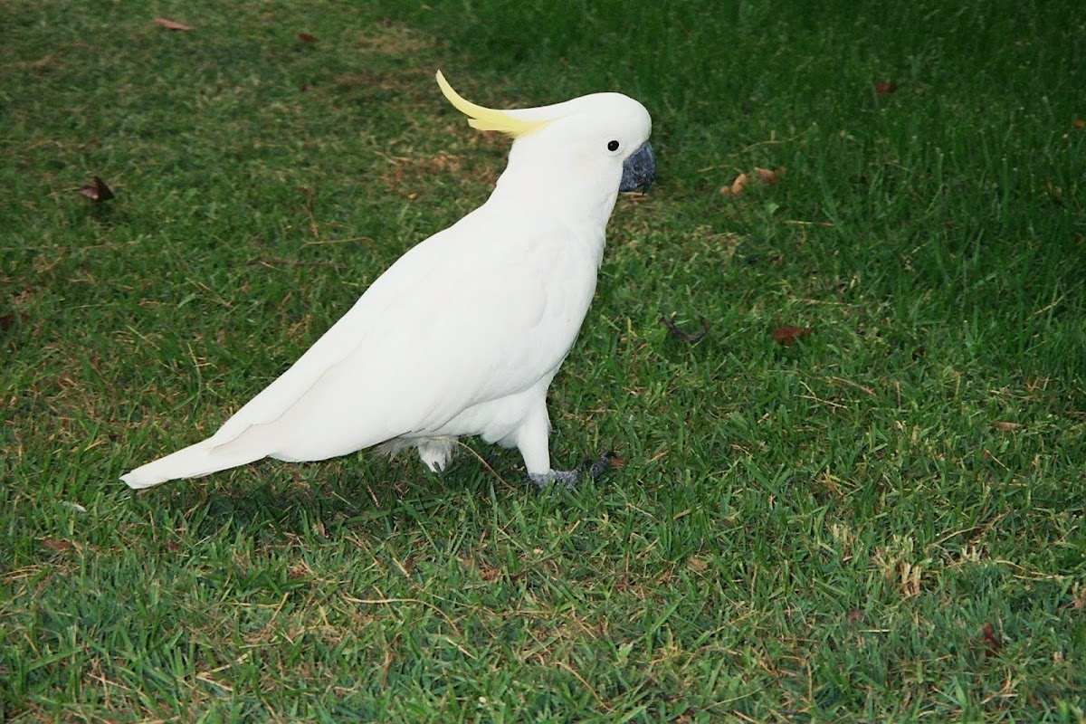 Sulphur-crested Cockatoo