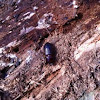Dark beetle