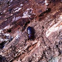 Dark beetle