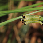 Readheaded Pine Sawfly
