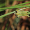 Readheaded Pine Sawfly