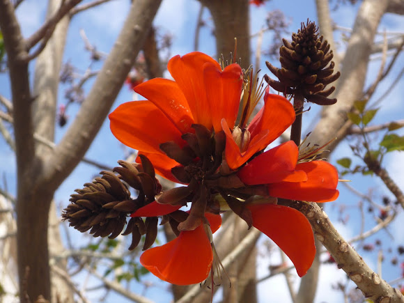 Árbol del coral | Project Noah