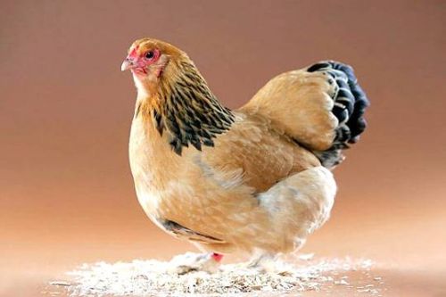 chicken and rooster