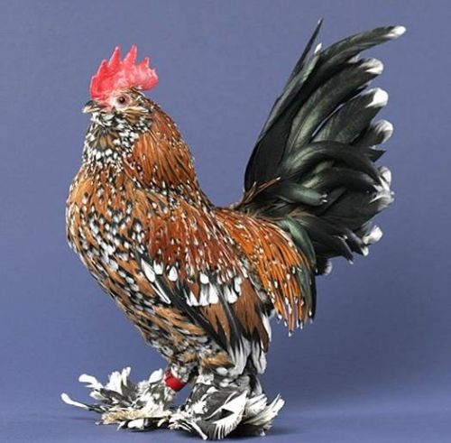 rooster and chicken