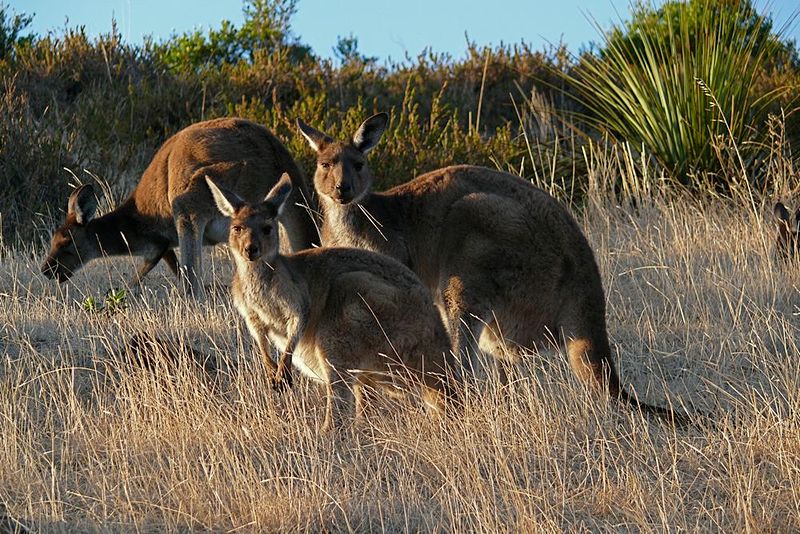 wildlife nature photography