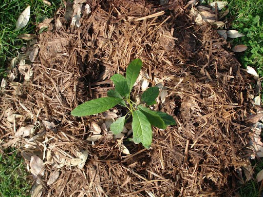 avocado tree