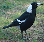 Australian Magpie