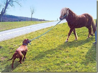 Leo (Hannelores Hund) mit Pferd