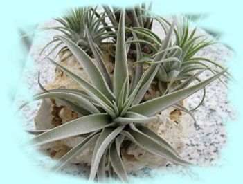 Tillsandsia(2)