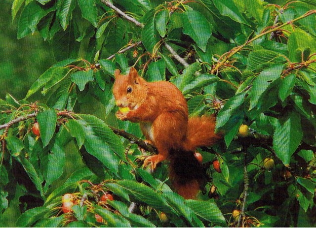 [Eichhörnchen im Kirschbaum[6].jpg]