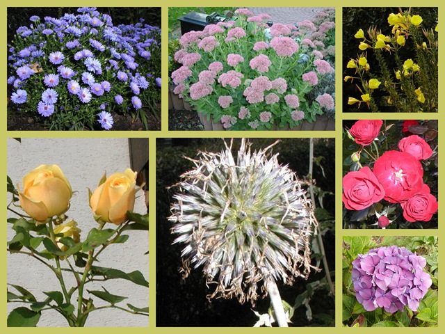 [Collage Herbstblumen[6].jpg]