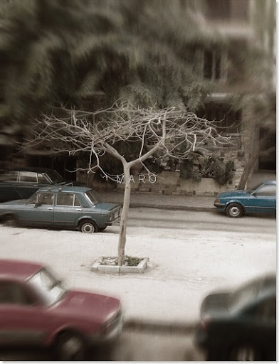 tree final1
