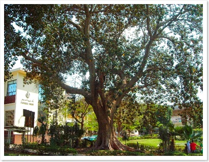 tree3
