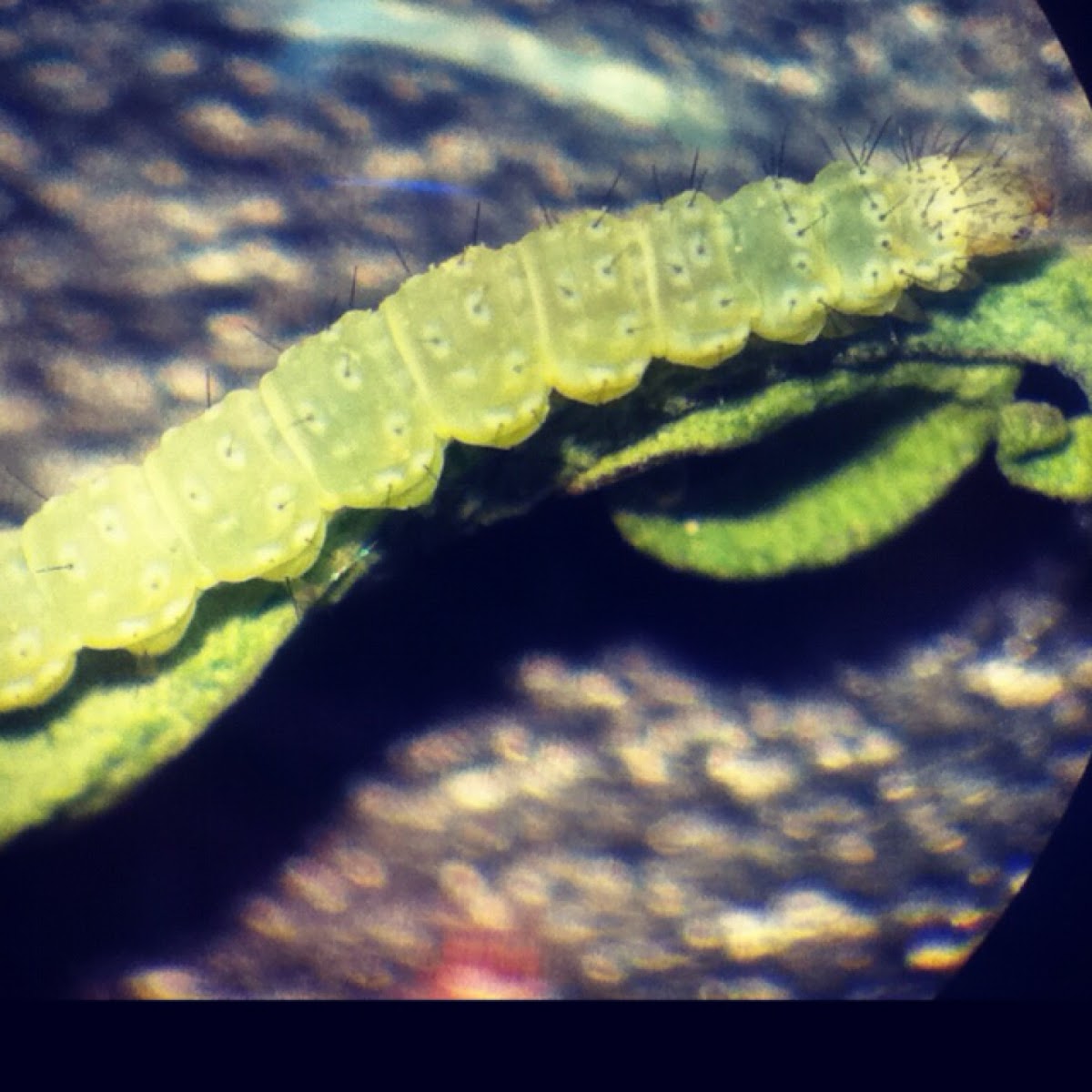 Diamondback moth caterpillar