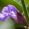 Salvia (Salbei)