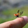 Seven-spotted Lady Beetle