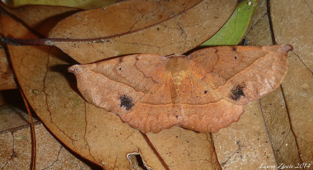 Leaf Mimic Moth