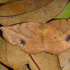 Leaf Mimic Moth