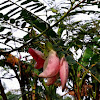 Kembang Turi (Flower of Turi)