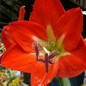 red passion by Kausik Banerjee - Flowers Single Flower