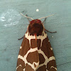 Garden Tiger Moth