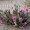 Beavertail Cactus