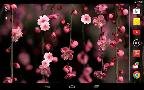 Sakura Live wallpaper