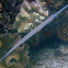 Blue Spotted Cornetfish