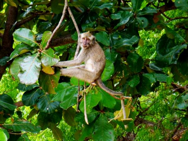 Long-tailed macaque / Monyet ekor panjang