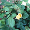 Yellow Floribunda Rose / Rosa Sun Flare Tea 